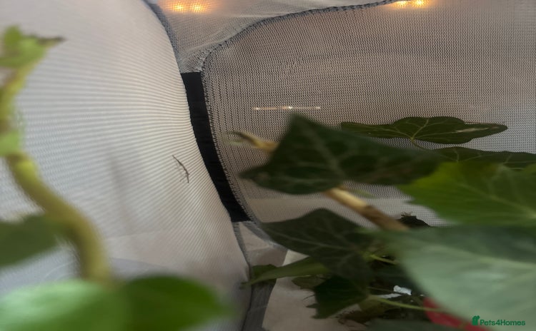 Stick Insects invertebrates - Advert 1
