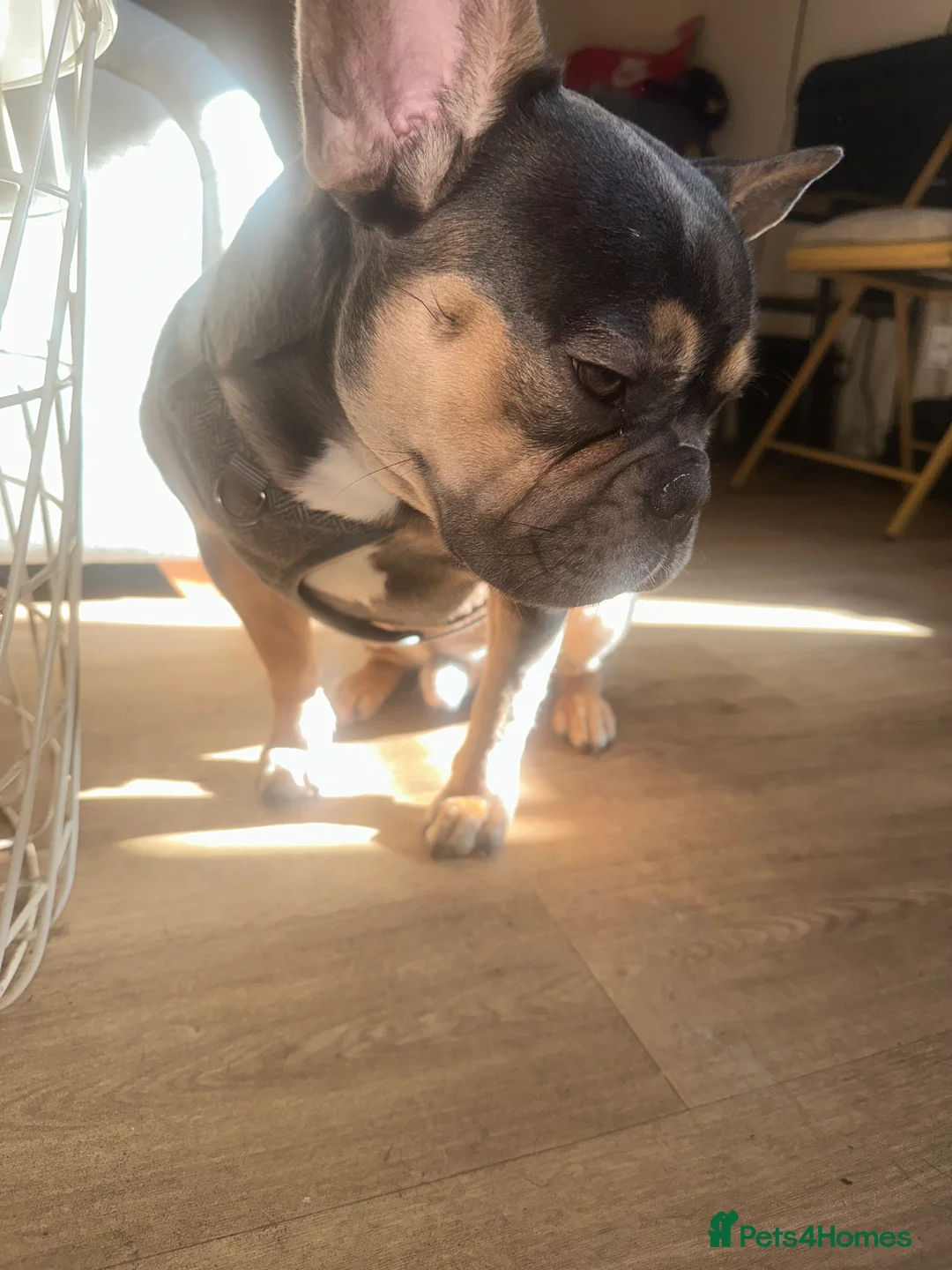 French Bulldog dogs for sale: Male Tri French Bulldog (1 year old Puppy) in London - Advert 2
