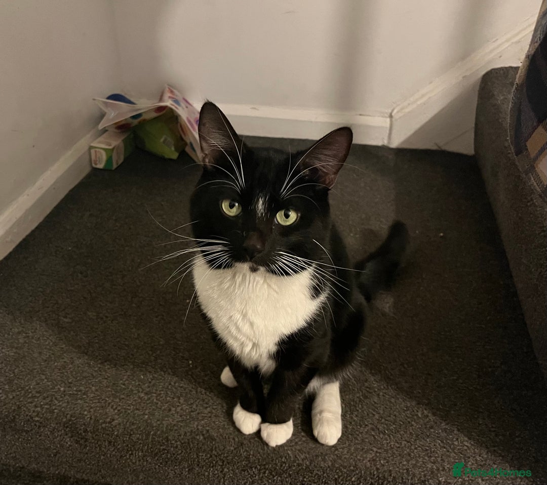 Mixed Breed cats for sale: Male, black and white, cat - Image 2