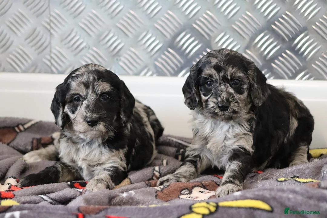 Cockapoo dogs for sale: F1 Cockapoo puppies for sale! - Advert 21