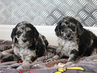 Cockapoo dogs F1 Cockapoo puppies for sale! - Advert 1