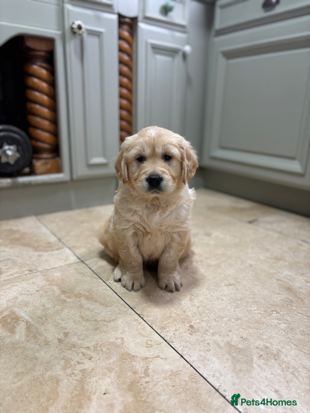 Golden Retriever dogs for sale: Golden retriever puppies  - Advert 4