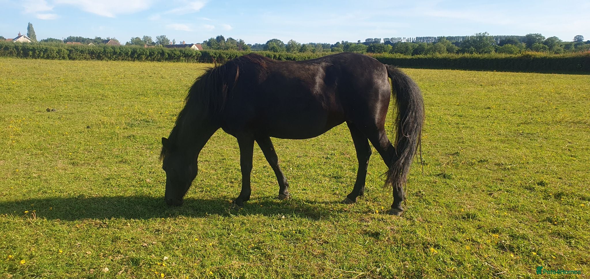 Dartmoor horses Beautiful dartmoor mare - Advert 2