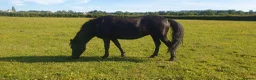Dartmoor horses for sale: Beautiful dartmoor mare - Advert 1
