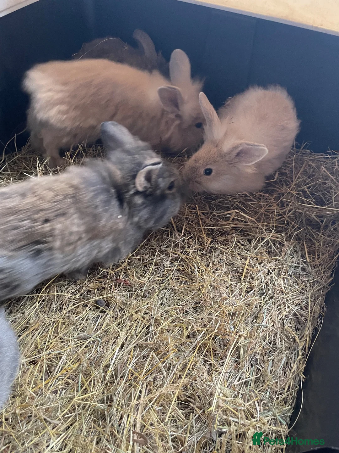 Mini Lion Lop rabbits for sale: Mini lion lop rabbits for sale - Advert 2