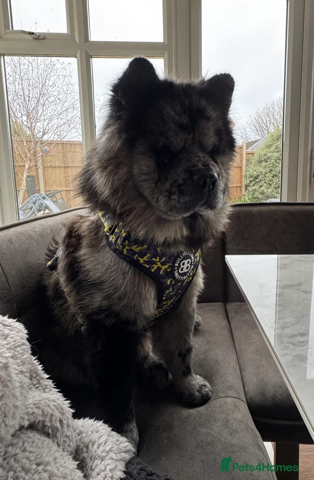 Chow Chow dogs for sale: Sullivan (Sully) - Advert 2