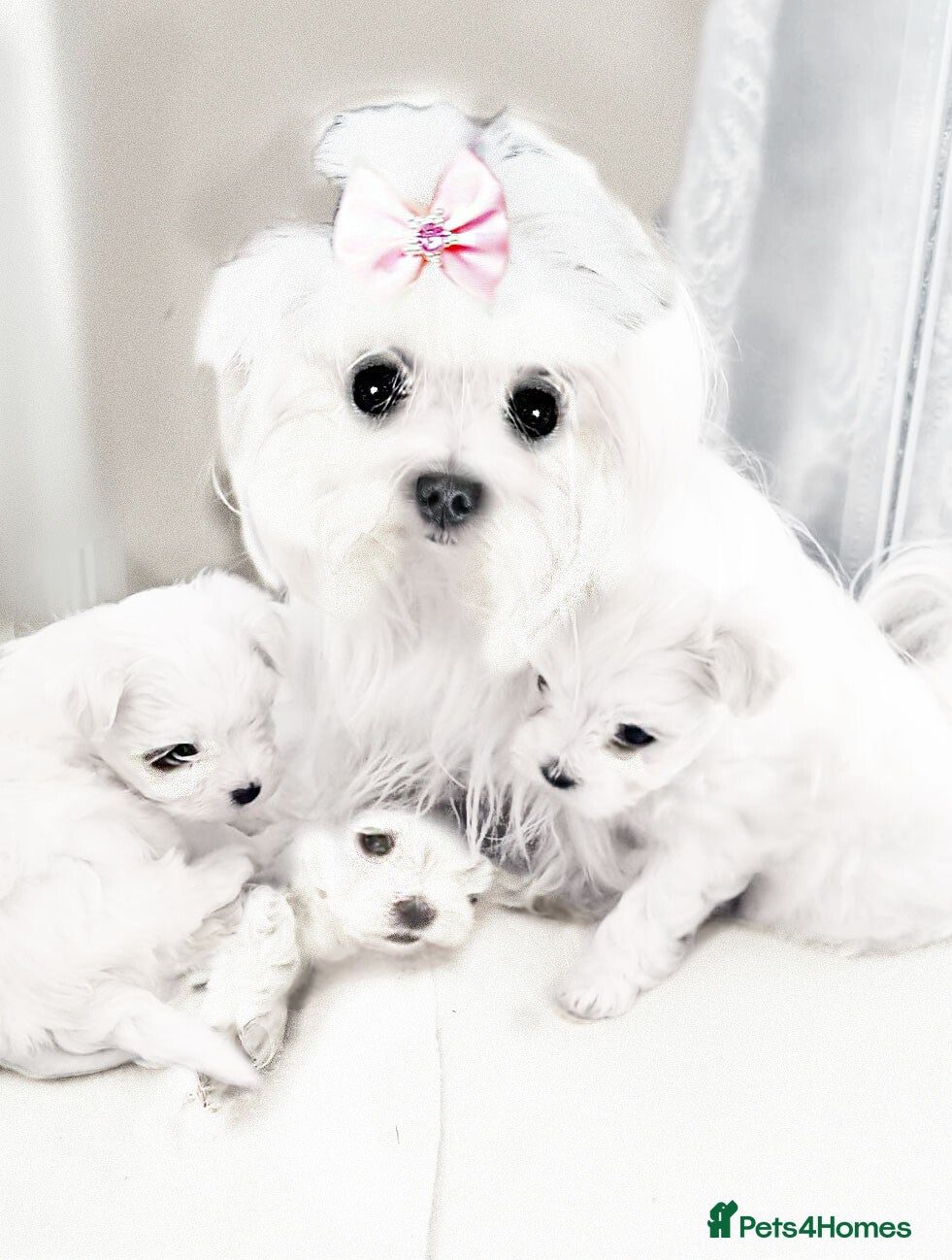 Maltese dogs KC registered Maltese - Advert 10