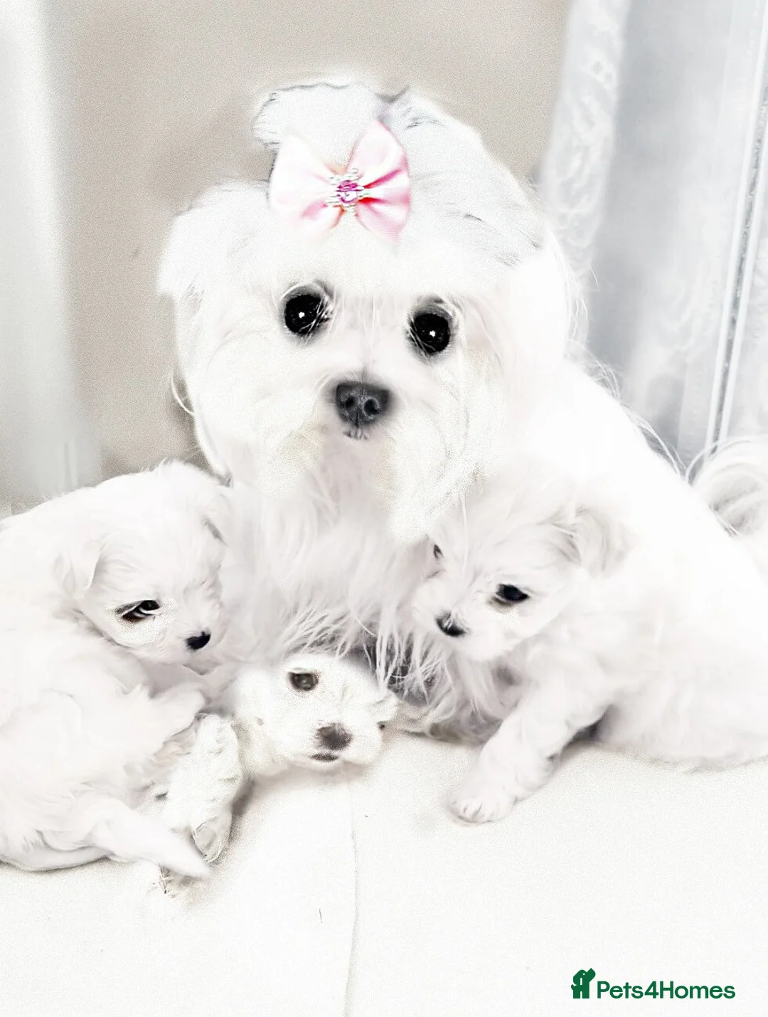 Maltese dogs for sale: KC registered Maltese - Advert 1