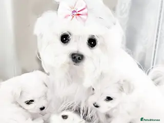 Maltese dogs KC registered Maltese - Advert 10