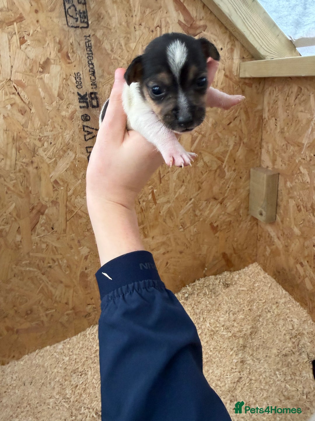Jack Russell dogs for sale: Adorable Jack russel puppy’s for sale - Advert 6