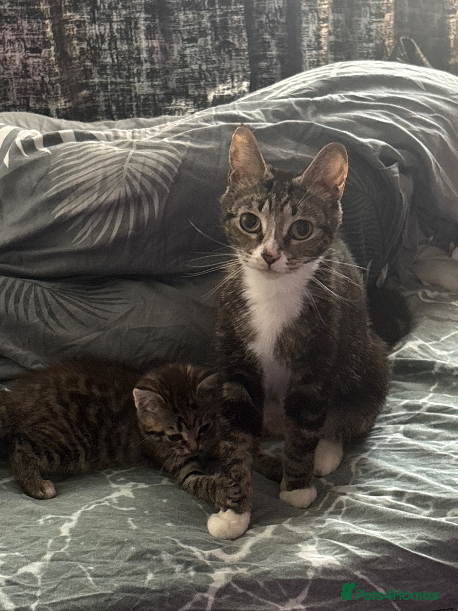 Mixed Breed cats female kitten for adoption - Advert 3