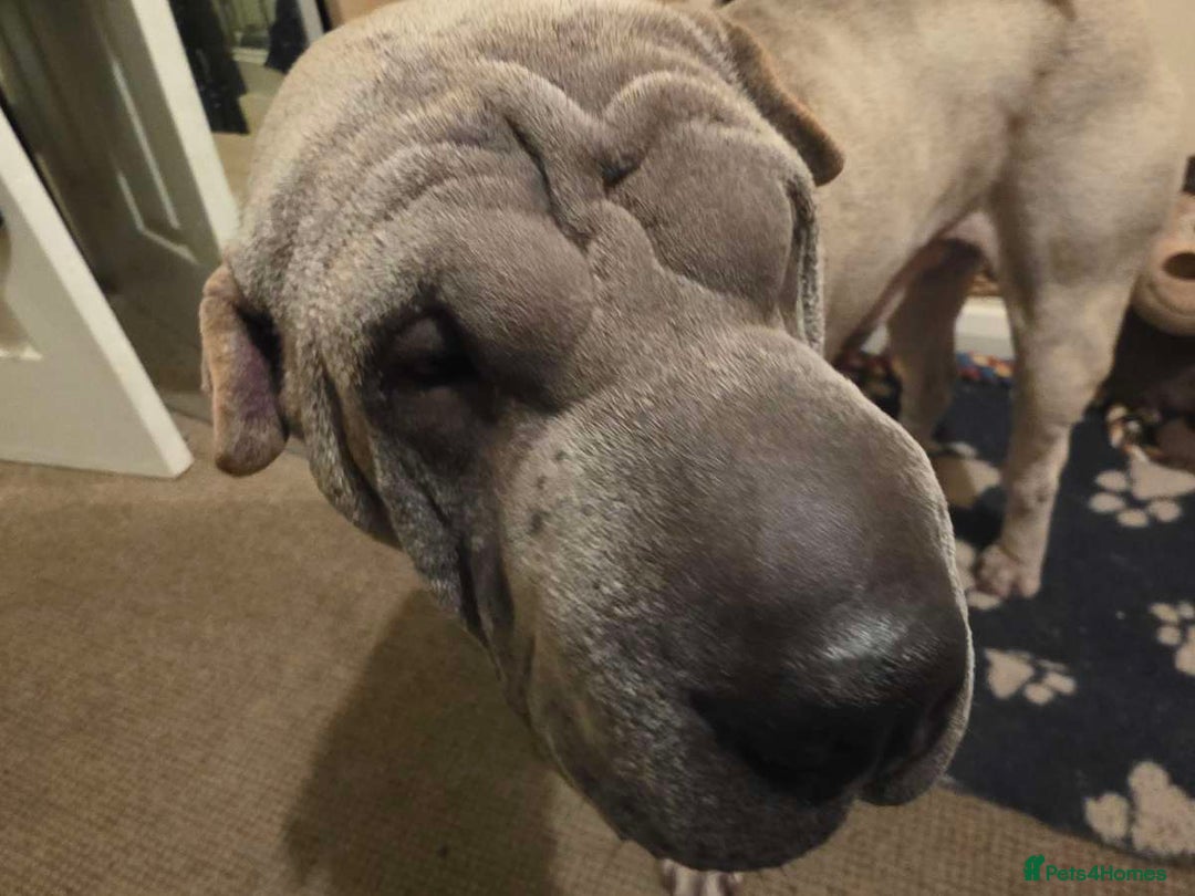 Shar Pei dogs for sale: Shar Pei Blue Male  - Advert 3