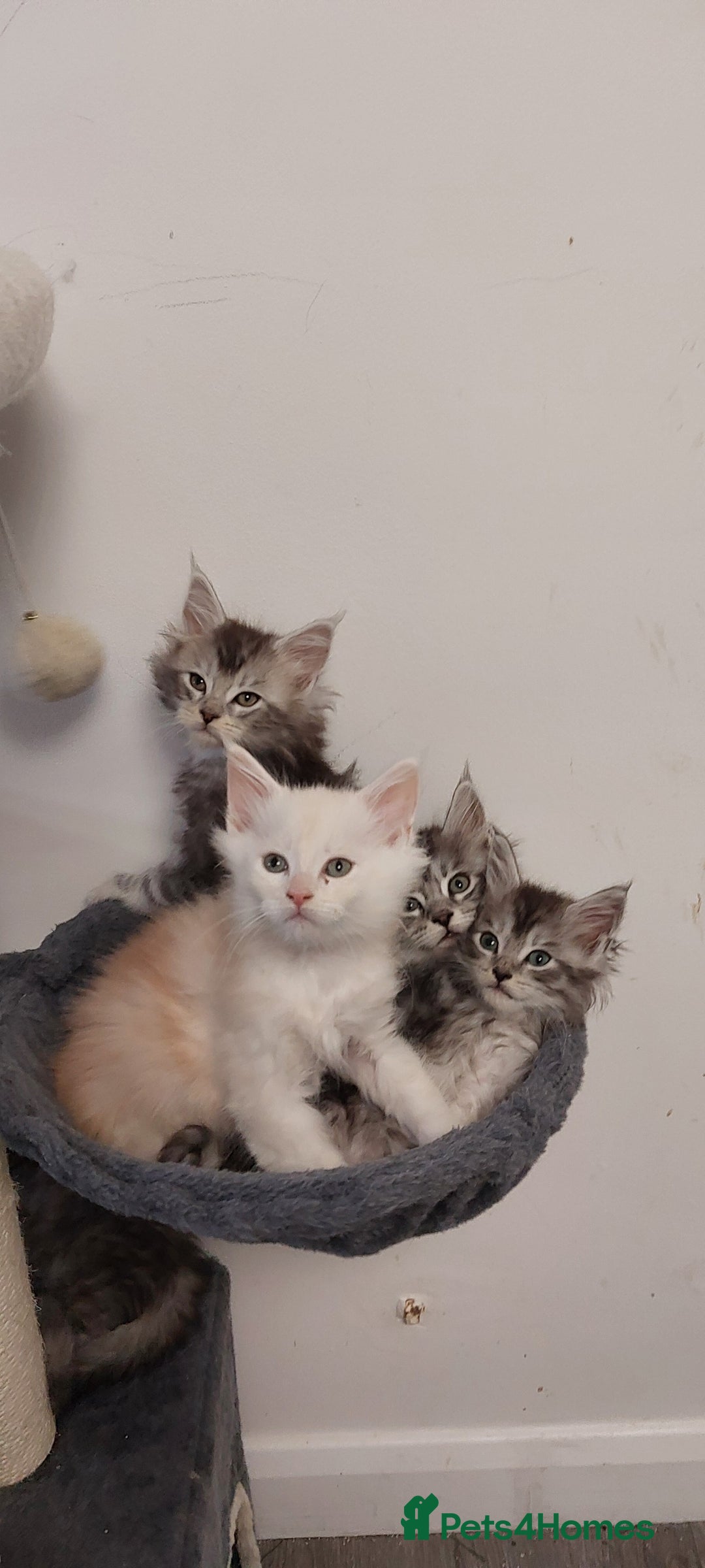 Maine Coon cats for sale: 🐈🐈🐈7 Amazing Maine coons🐈🐈🐈 - Advert 22