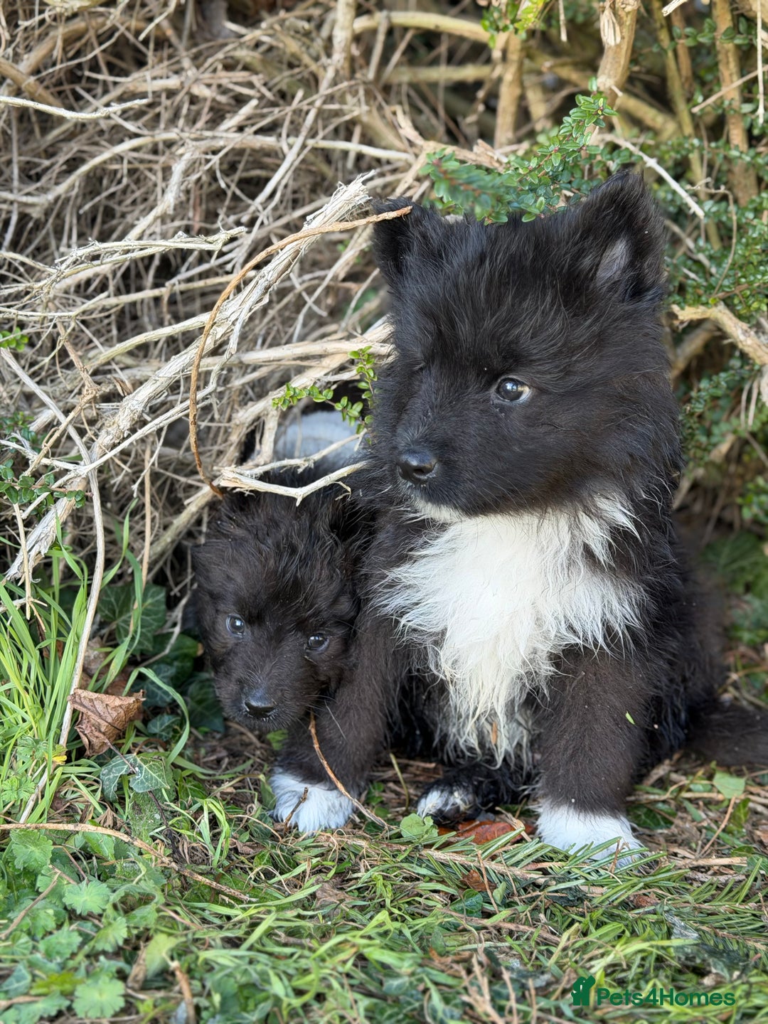 Mixed Breed dogs for sale: Belgium Shepard x Samoyed puppies - Advert 3