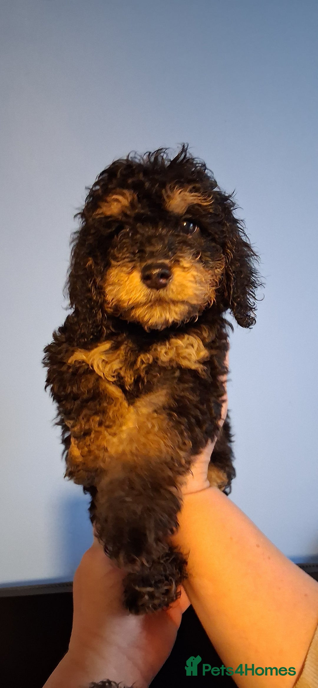 Cockapoo dogs for sale: Miniature heath tested cockapoos - Image 16