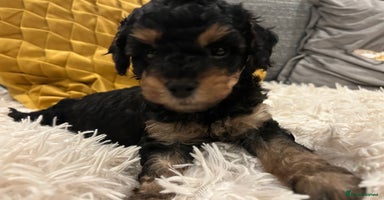 Cavapoo dogs - Advert 5