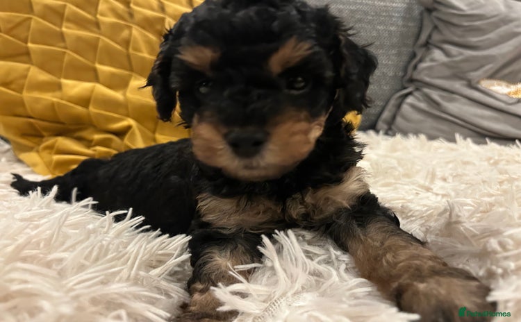Cavapoo dogs - Advert 11