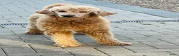 Labradoodle dogs for sale: Stunning labradoodle pups Health tested parents - Advert 7