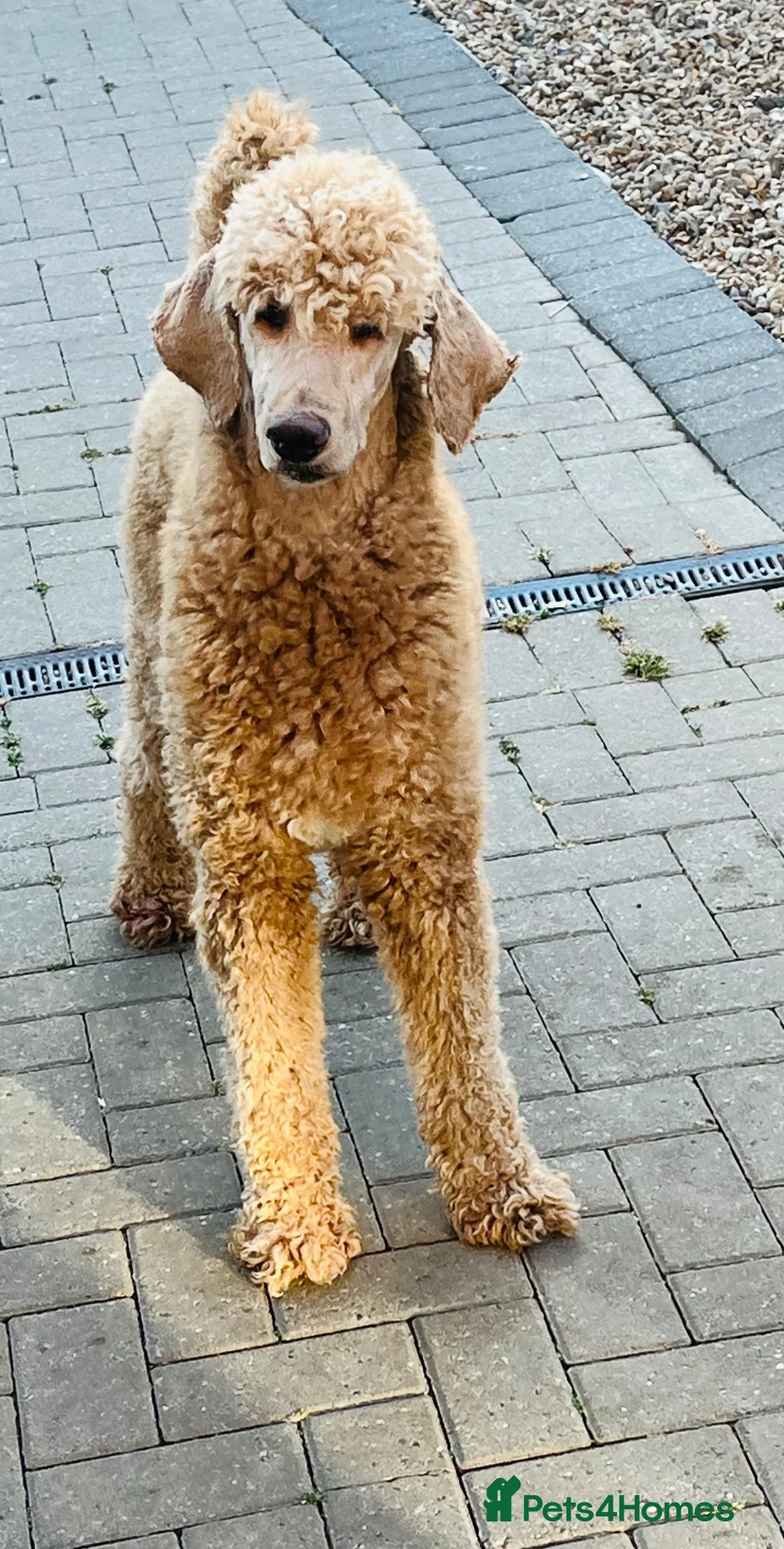Labradoodle dogs for sale: Stunning labradoodle pups Health tested parents - Advert 7