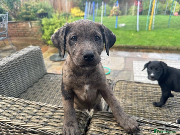 Mixed Breed dogs - Advert 1