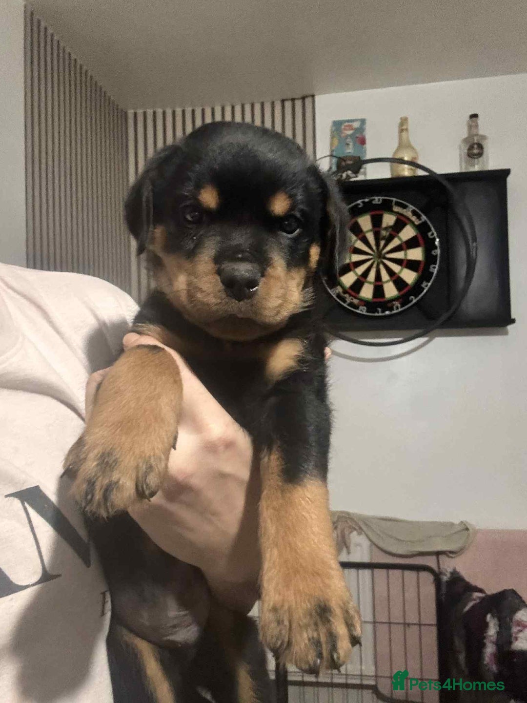 Rottweiler dogs for sale: Chunky Rottweiler Puppies - Image 13