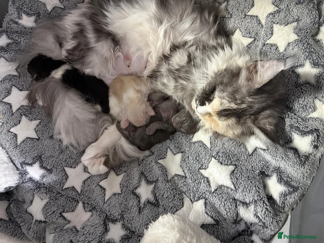 Maine Coon cats for sale: Xl Maine coon kittens health tested parents Tica R - Advert 2