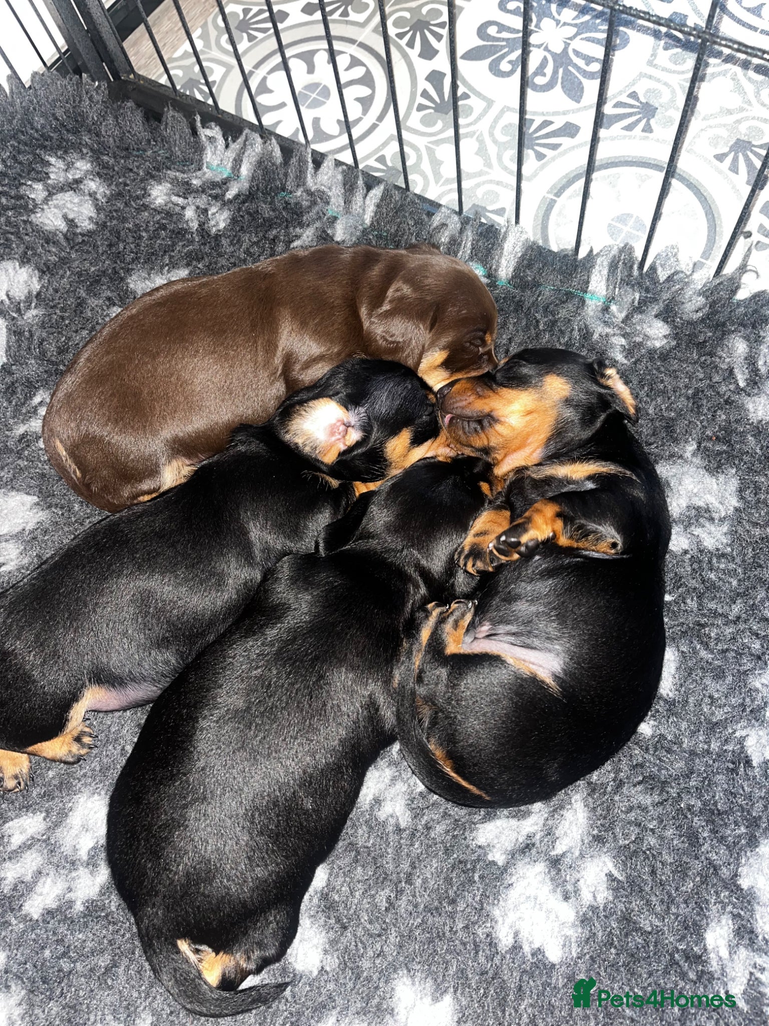Miniature Dachshund dogs for sale: Miniature Dachshund puppies (smooth haired)  in Cheltenham - Advert 1