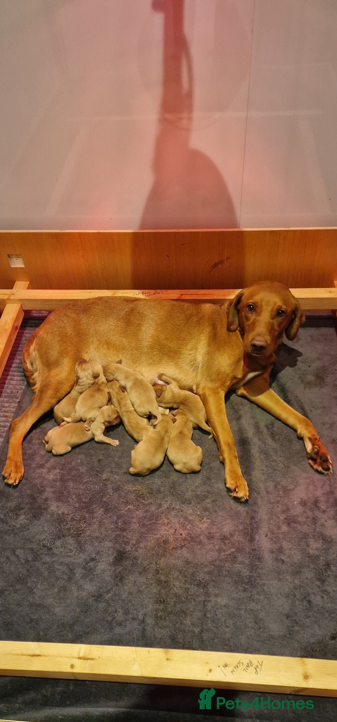 Labrador Retriever dogs Labrador Retriever Fox Red KC Registered  - Advert 1