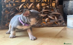 French Bulldog dogs for sale: Pedigree Frenchies - New Shade Isabella’s & Lilacs - Image 14