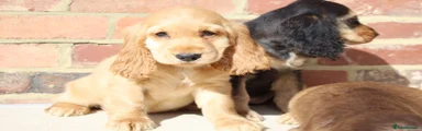 Cocker Spaniel 5