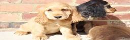 Cocker Spaniel dogs for sale: Kennel Club Registered Show Type Cocker puppies - Advert 34
