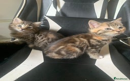 Mixed Breed cats for sale: Two gorgeous kittens for sale. - Image 9