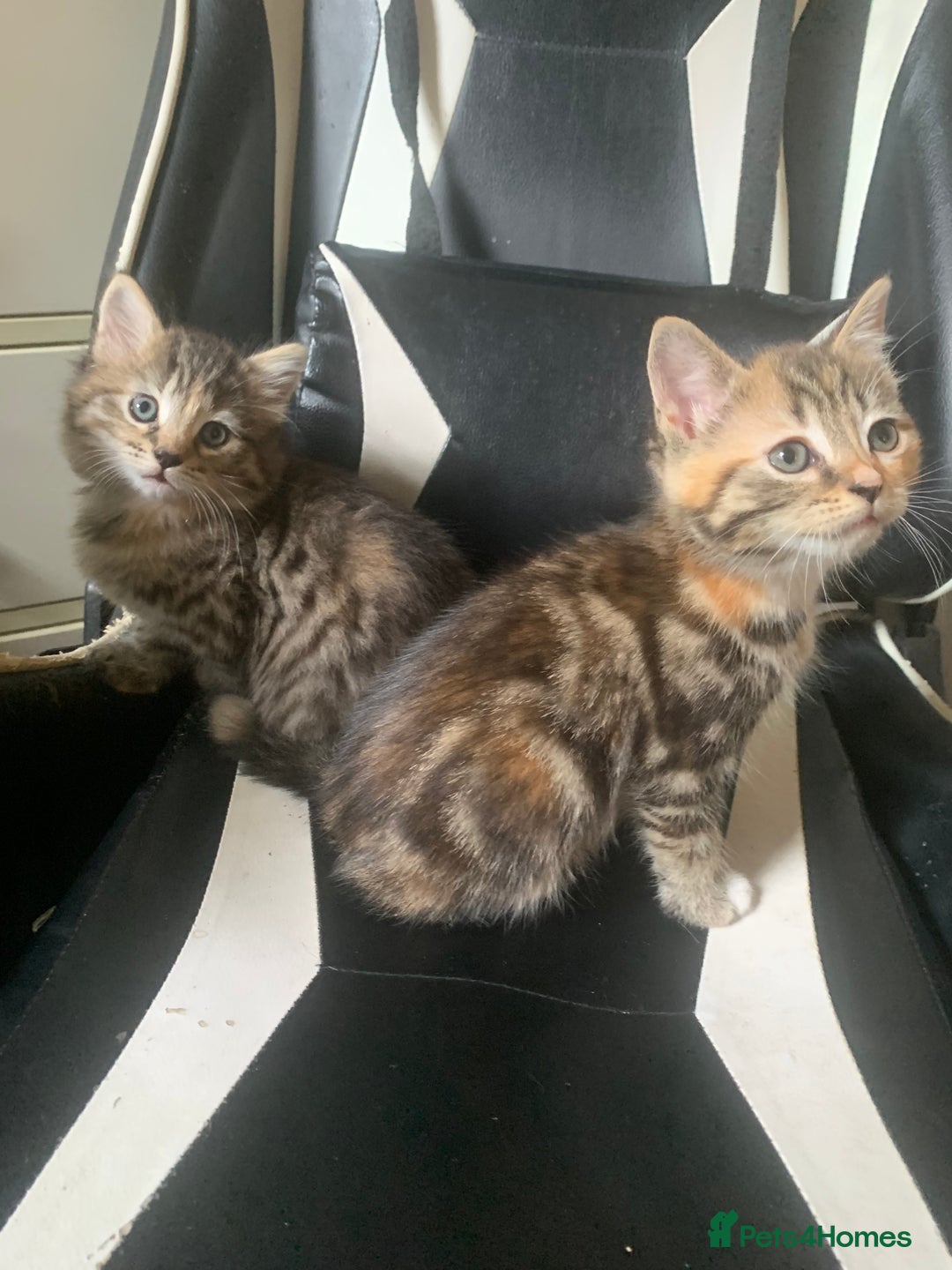 Mixed Breed cats for sale: Two gorgeous kittens for sale. - Image 9