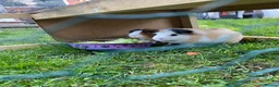 Guinea Pig rodents for sale: 2 bonded male Guinea pigs age 3 with hutch & run - Advert 4