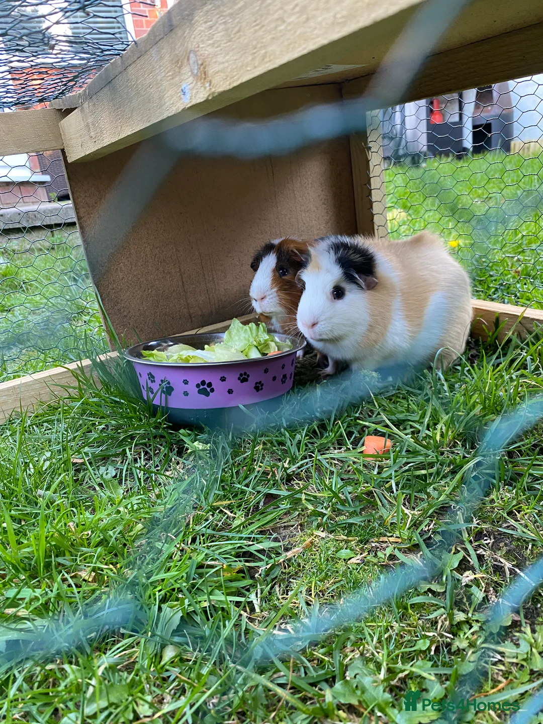 Guinea Pig rodents for sale: 2 bonded male Guinea pigs age 3 with hutch & run - Advert 4