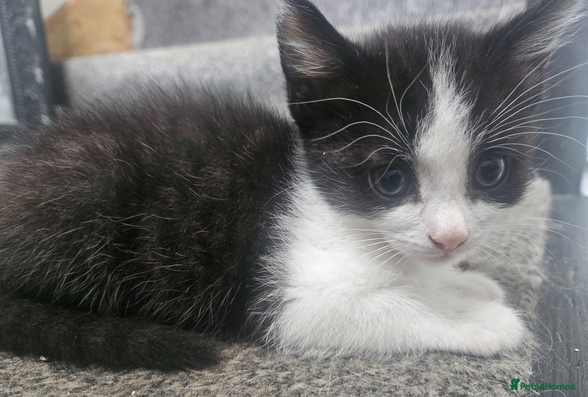 Mixed Breed cats 2 male kittens - long hair - Advert 11