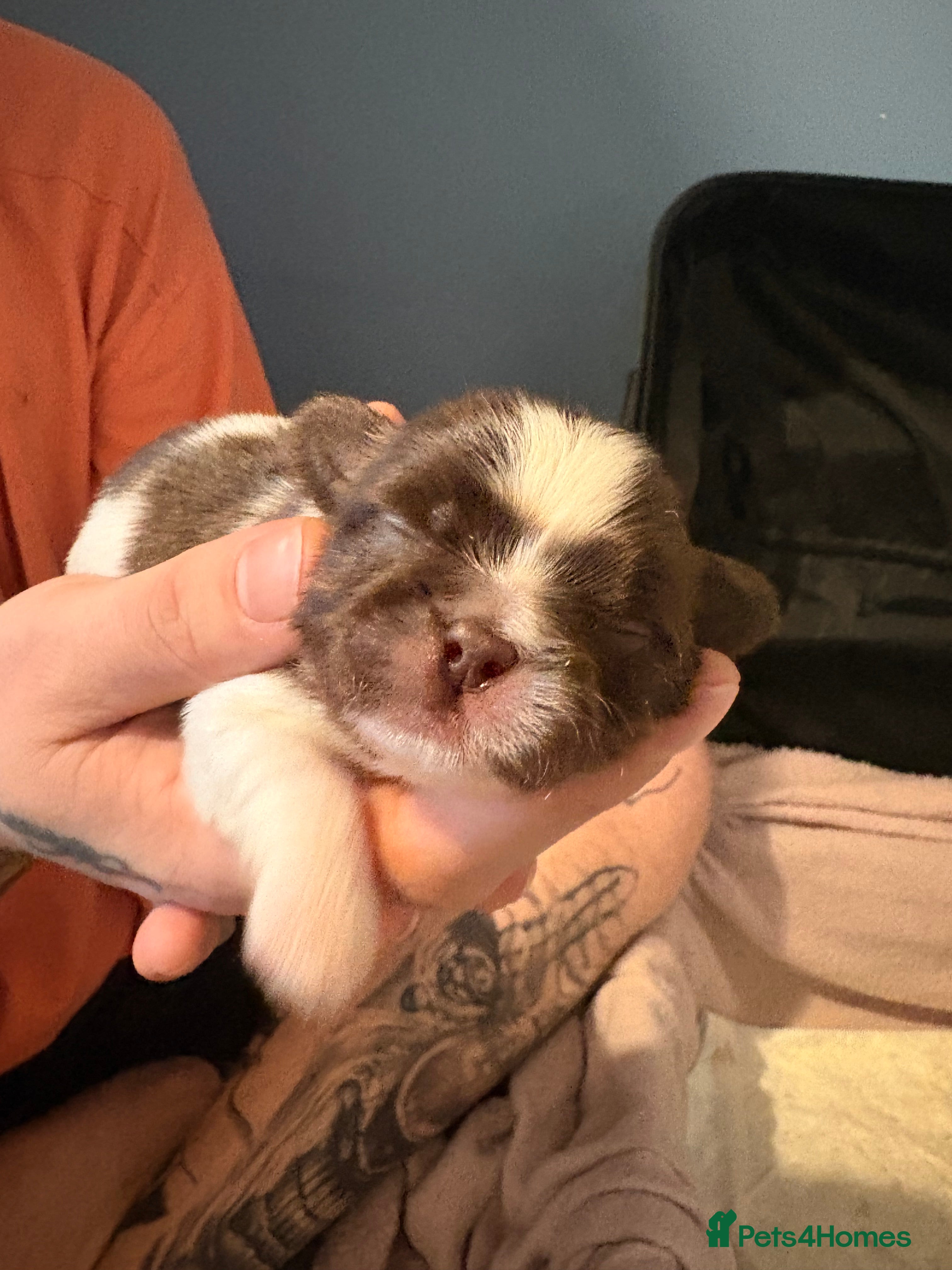 Shih Tzu dogs 6 beautiful shih-tzu pups  - Advert 16