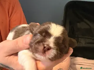 Shih Tzu dogs 6 beautiful shih-tzu pups - Advert 13