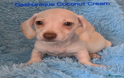 Miniature Dachshund dogs for sale: Rainbow Litter KC REG mini Daxi  - Image 9