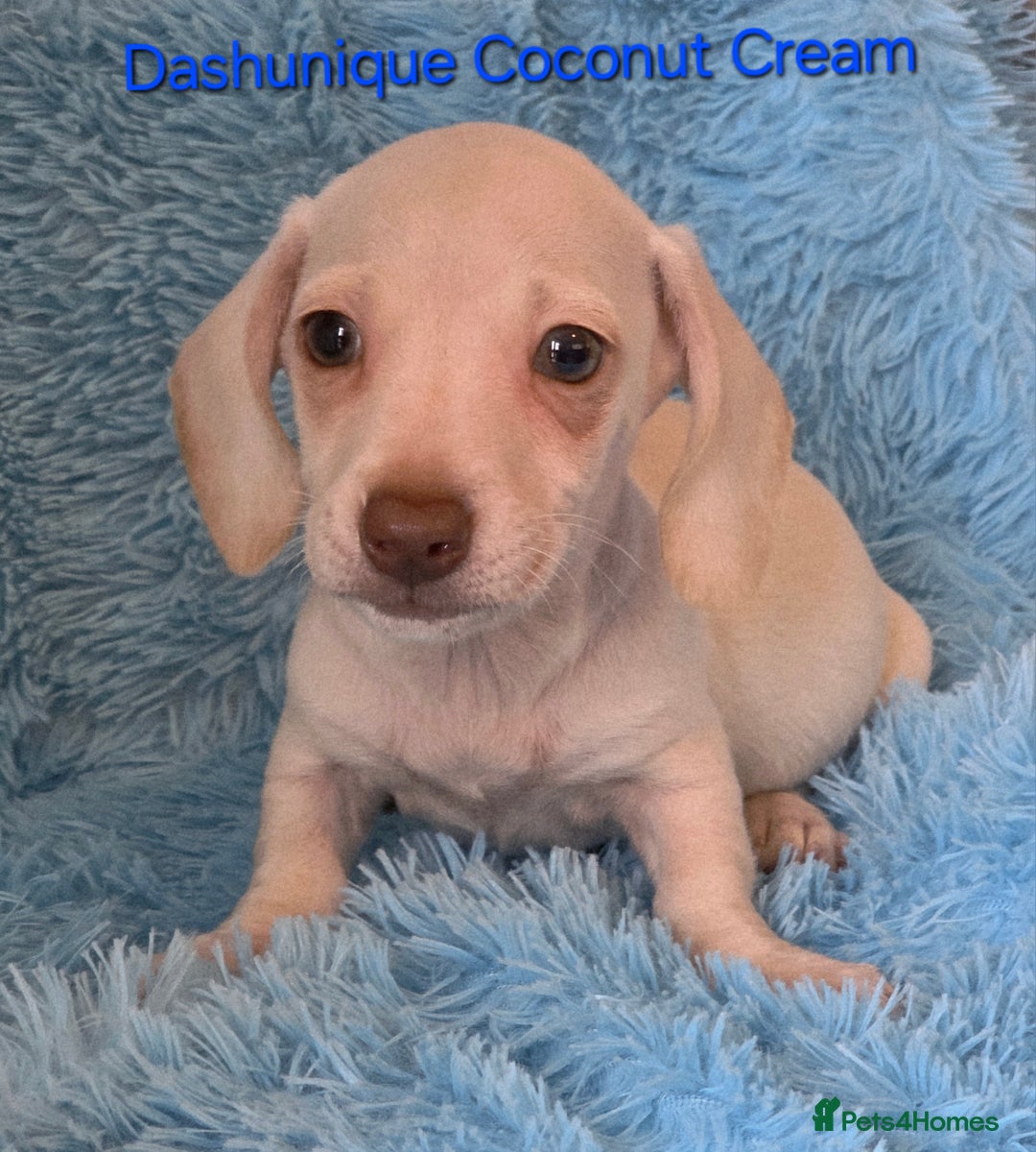 Miniature Dachshund dogs for sale: Rainbow Litter KC REG mini Daxi  - Image 9