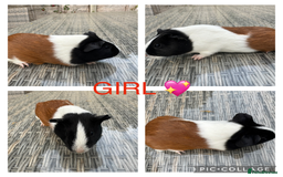 Guinea Pig rodents for sale: Purebred Teddy,Funky+smooth piggy’s (Boys+Girls) - Image 14