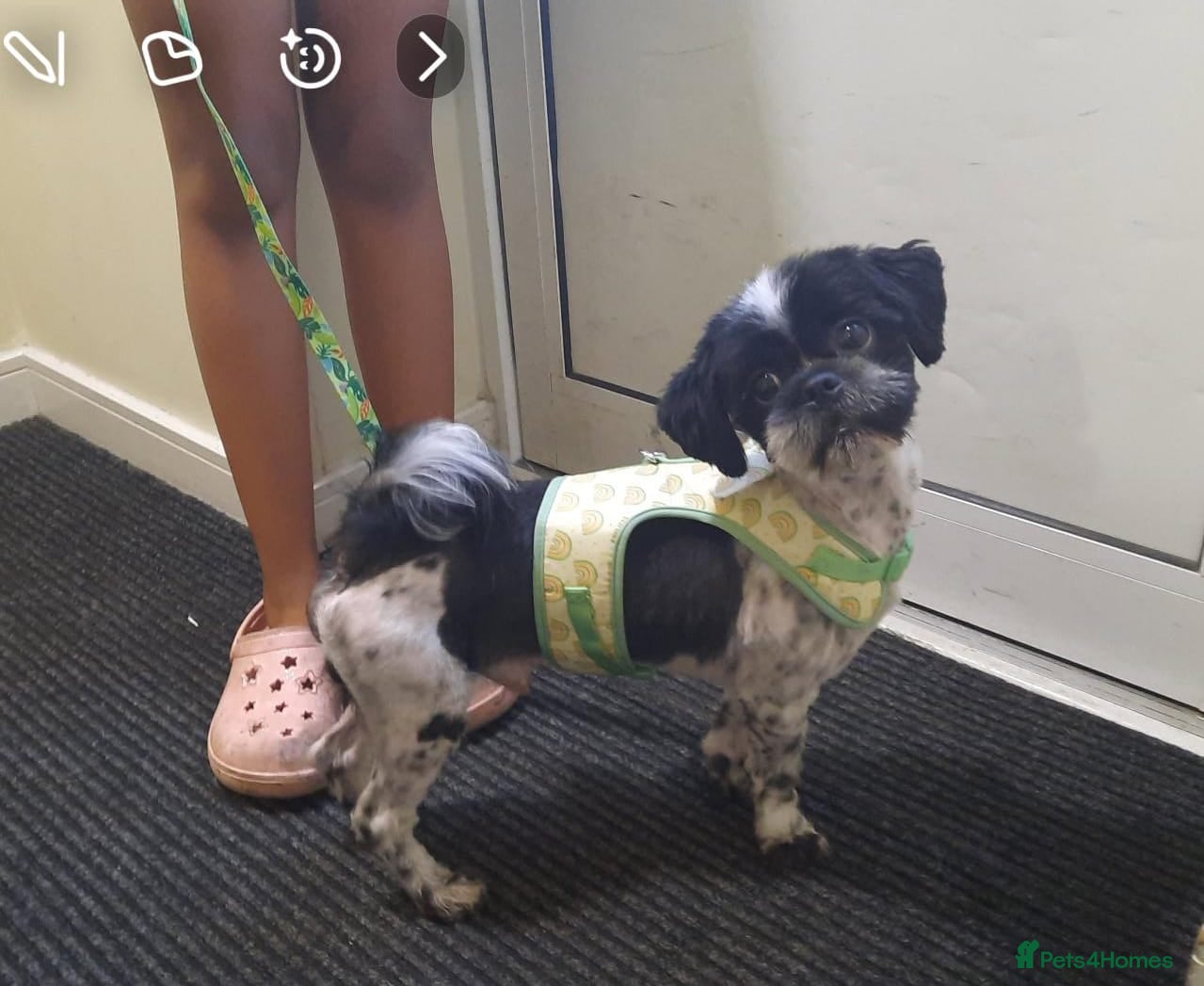 Shih Tzu dogs  2 year old Shih Tuz looking for loving home - Advert 11