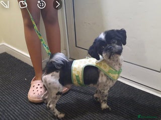 Shih Tzu dogs 2 year old Shih Tuz looking for loving home - Advert 11