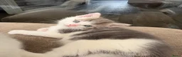 Mixed Breed cats for sale: Beautiful long haired Ragdoll cross kittens - Advert 10