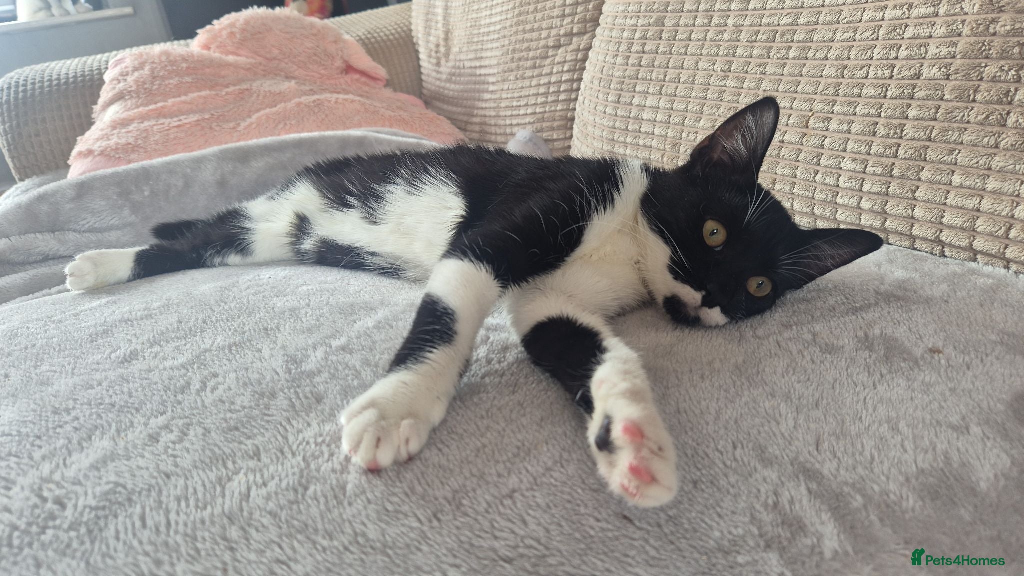 Mixed Breed cats Bonded pair need new 5* home  - Advert 3