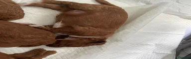 Puppy 9