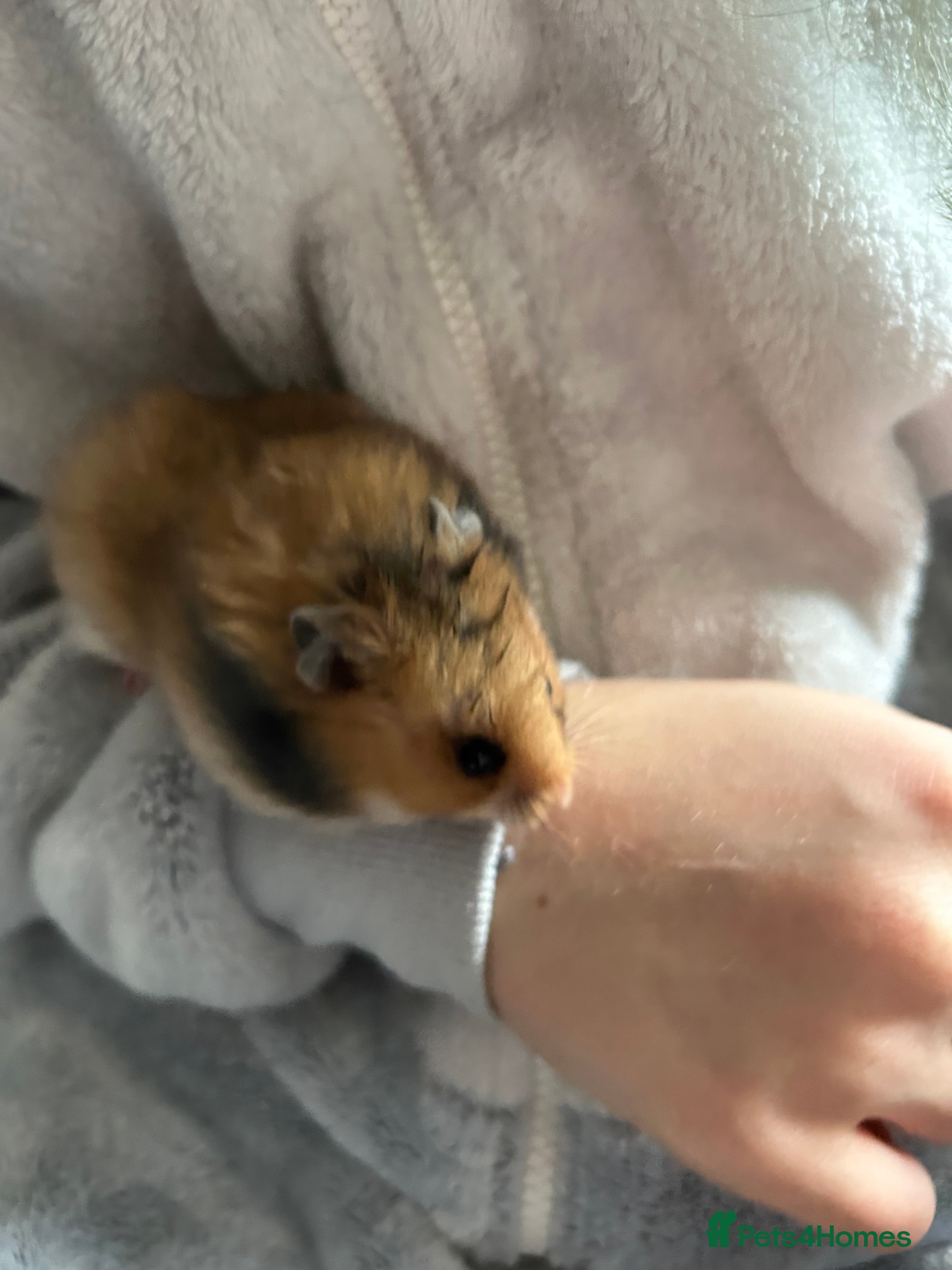 Hamster rodents 1 female baby Syrian hamster  - Advert 1