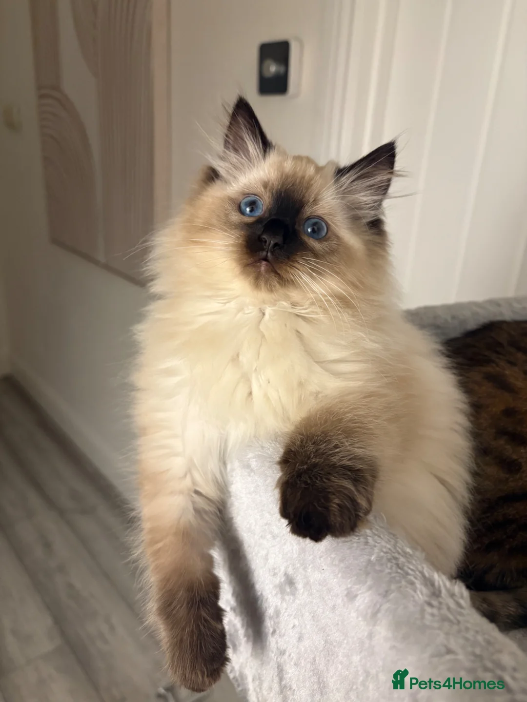 Ragdoll cats for sale: Ragdoll kitten male READY TO LEAVE - Advert 1