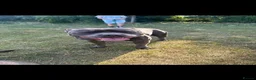 Staffordshire Bull Terrier dogs for stud: Blue staffy stud - Advert 5