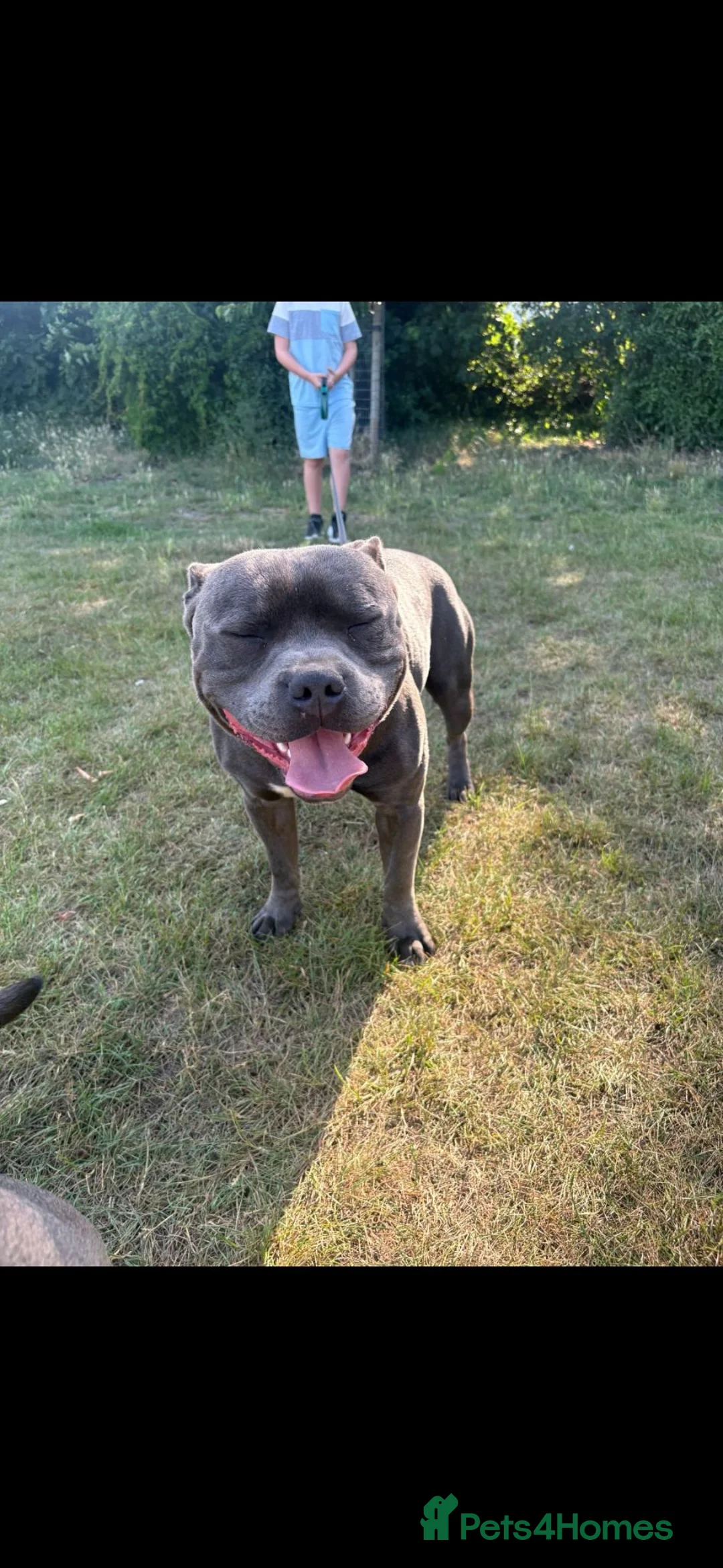 Staffordshire Bull Terrier dogs for stud: Blue staffy stud - Advert 5